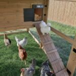 Rustic Roots Chicken Coop - Image 6