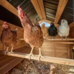 Rustic Roots Chicken Coop - Image 12