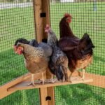 Rustic Roots Chicken Coop - Image 13