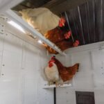 Sweetwater Chicken Coop - Image 8