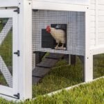 Sweetwater Chicken Coop - Image 6